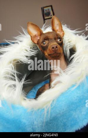 Cucciolo nel suo letto Foto Stock