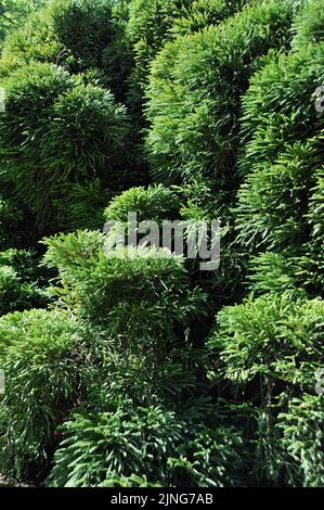 Pianta, Cryptomeria japonica. Foto Stock