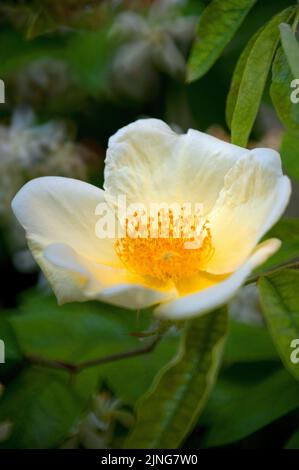 Fiori, Camélia sasanqua . Foto Stock