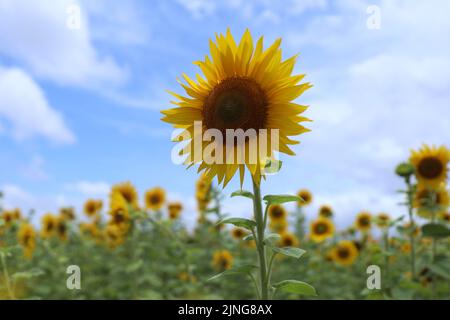 Chitradurga, Karnataka, India. 11th ago, 2022. Una vista di un campo di girasole a Chitradurga, Karnataka. (Credit Image: © Sri Loganathan/ZUMA Press Wire) Foto Stock