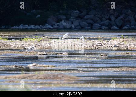 Il fiume Loira, dove il livello dell'acqua diminuisce, e l'ambiente è asciutto. Illustrazione della siccità che ha colpito la Francia durante un'ondata di caldo a Meung-sur-Loire vicino a Orleans il 11 agosto 2022. Foto di Raphael Lafargue/ABACAPRESS.COM Foto Stock