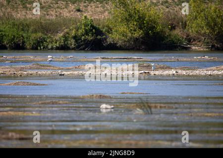 Il fiume Loira, dove il livello dell'acqua diminuisce, e l'ambiente è asciutto. Illustrazione della siccità che ha colpito la Francia durante un'ondata di caldo a Meung-sur-Loire vicino a Orleans il 11 agosto 2022. Foto di Raphael Lafargue/ABACAPRESS.COM Foto Stock
