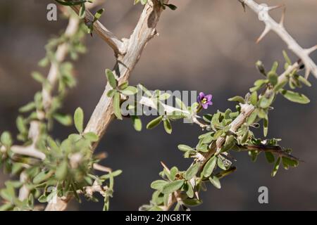 Piccolo bel fiore viola su un boschetto di bosso arabo Lycium shawii a Wadi Nahal Nekarot sulla via delle spezie in Israele Foto Stock