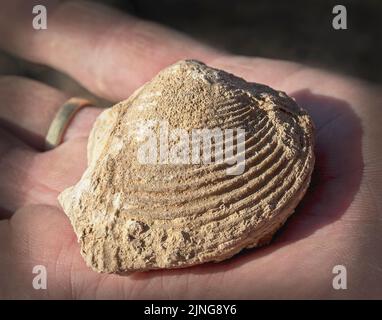 Il fossile di Clam del periodo Senoiano su una mano per il riferimento di misura mostra le creste dettagliate profonde nel calcare Foto Stock