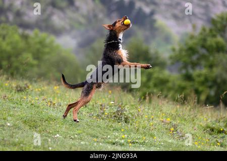 il cane cucciolo bodeguero si mescola con lo yorkshire giocando a fetch mentre salta per esso in un campo bagnato. copyspace Foto Stock