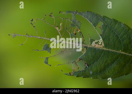 foglia verde mangiata da pilastri che si trasformerà in farfalle, lasciando la foglia con solo le vene visibili. Peste. Macro natura Foto Stock