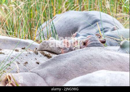 Ippopotamo giovanile che dorme tra adulti, paludi di Santa Lucia, Sudafrica Foto Stock