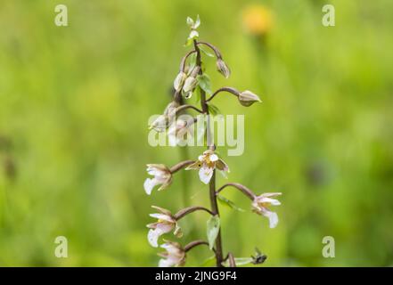 Fiore di palude Helleborine (Epipactis palustris) Foto Stock