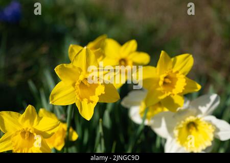 Narcisi, in primavera Foto Stock