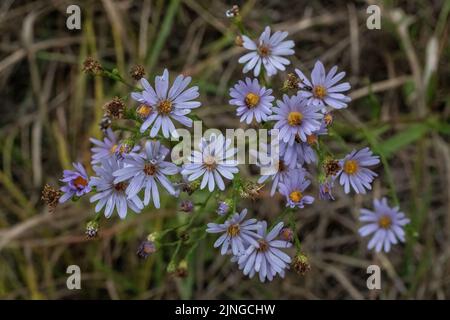 Fiori di castoro viola che crescono in un campo aperto a fine estate. Foto Stock