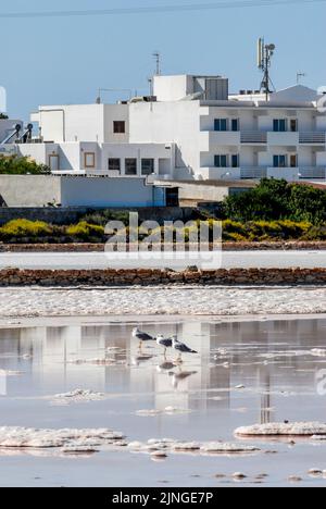 Gli uccelli in appoggio a Las Salinas, il sale in piscina a Formentera Foto Stock