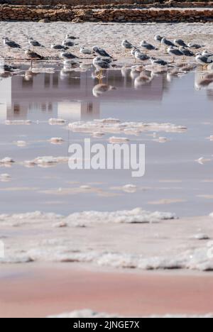 Gli uccelli in appoggio a Las Salinas, il sale in piscina a Formentera Foto Stock