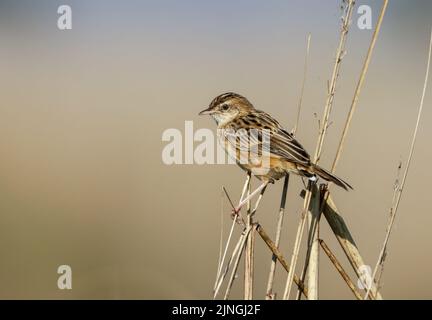 La cisticola zittante o fantasticchio striato. Foto Stock