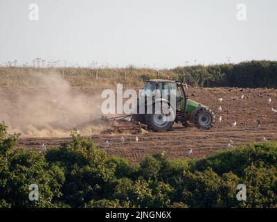 Meteo nel Regno Unito, Crantock, Cornwall, Regno Unito. Un coltivatore solleva grandi nubi di polvere dal suo suolo arido mentre erruce il terreno arato nella speranza di essere in grado di seminare raccolti. Venerdì l'Agenzia per l'ambiente si riunisce per decidere se introdurre condizioni di siccità sull'uso dell'acqua nel sud-ovest dell'Inghilterra. 11th agosto 2022. Robert Taylor Alamy Live News Foto Stock