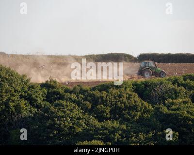 Meteo nel Regno Unito, Crantock, Cornwall, Regno Unito. Un coltivatore solleva grandi nubi di polvere dal suo suolo arido mentre erruce il terreno arato nella speranza di essere in grado di seminare raccolti. Venerdì l'Agenzia per l'ambiente si riunisce per decidere se introdurre condizioni di siccità sull'uso dell'acqua nel sud-ovest dell'Inghilterra. 11th agosto 2022. Robert Taylor Alamy Live News Foto Stock