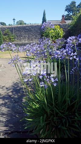 Fiori blu nel Giardino Italiano, Museo Nazionale di Storia di San Fagans. Estate 2022. Agosto. Acqua caratteristica con piante e spruci d'acqua Foto Stock