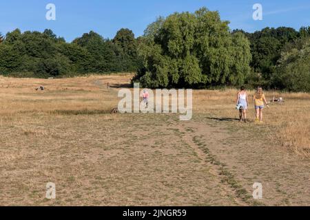 Si vede che l'erba si è asciugata ad Hampstead Heath questa mattina, mentre Londra sperimenta temperature elevate e clima secco nella prossima settimana. Immagine sh Foto Stock