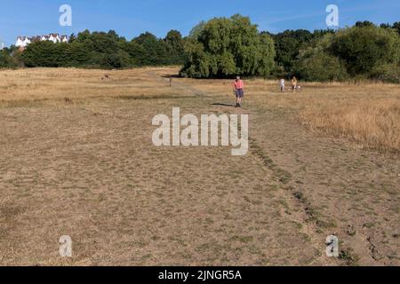 Si vede che l'erba si è asciugata ad Hampstead Heath questa mattina, mentre Londra sperimenta temperature elevate e clima secco nella prossima settimana. Immagine sh Foto Stock