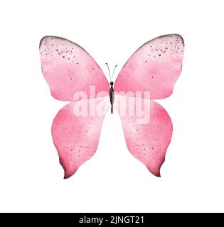 Clivpart farfalla acquerello rosa dipinta a mano su sfondo bianco Foto Stock