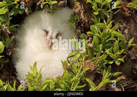 Un cazzo di civetta (Tyto alba) riposa in un tipico salice olandese. Ha mangiato un sacco di topi e crescerà fino all'età adulta in 6-7 settimane. Foto Stock