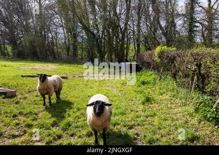 Tipico campo di Devon in inverno con pecore Suffolk, siepi, erba verde e alberi senza fronde con un cielo azzurro nocivo attraverso gli alberi Foto Stock