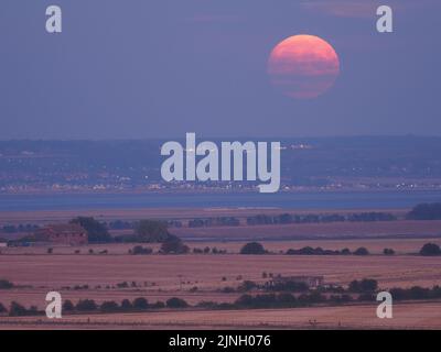 Eastchurch, Kent, Regno Unito. 11th ago, 2022. UK Weather: The full Sturgeon Moon - l'ultima superluna del 2022 - visto salire su campi arroccati in Eastchurch, Kent questa sera. Credit: James Bell/Alamy Live News Foto Stock