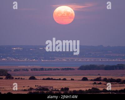 Eastchurch, Kent, Regno Unito. 11th ago, 2022. UK Weather: The full Sturgeon Moon - l'ultima superluna del 2022 - visto salire su campi arroccati in Eastchurch, Kent questa sera. Credit: James Bell/Alamy Live News Foto Stock
