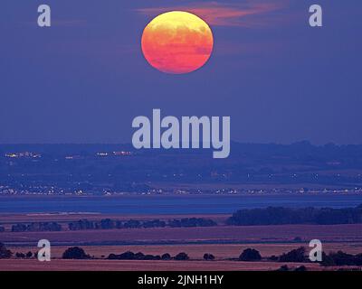 Eastchurch, Kent, Regno Unito. 11th ago, 2022. UK Weather: The full Sturgeon Moon - l'ultima superluna del 2022 - visto salire su campi arroccati in Eastchurch, Kent questa sera. Credit: James Bell/Alamy Live News Foto Stock