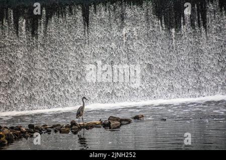 Un grande airone blu arroccato sulle rocce con l'acqua della diga di Kost dal fiume Sunrise che scorre dietro al Kost Dam County Park a North Branch, Minnesota. Foto Stock