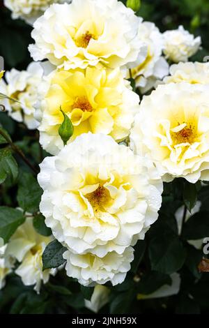 Fiori di 'liquirizia bianca' Floribunda Rose Foto Stock