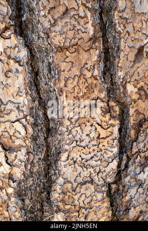 Primo piano della corteccia di un pino Ponderosa (Pinus ponderosa ), sfondo o sfondo Foto Stock