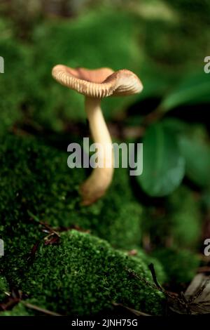 Immagine macro di un singolo fungo con un gambo curvo che cresce dalla base di un albero ricoperto di muschio con foglie di rododendro sullo sfondo Foto Stock