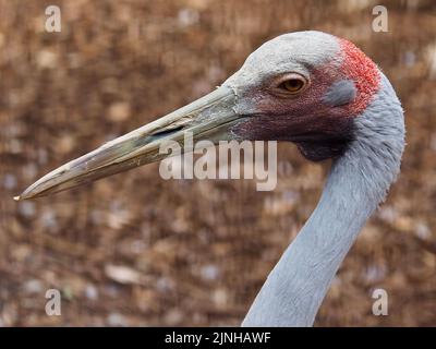 Un primo piano di un accattivante Brolga con caratteristiche accattivanti. Foto Stock