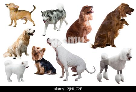 razza di cane isolato Foto Stock