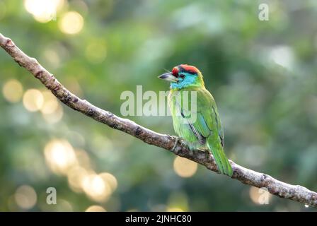 La barbet dalla gola blu è una barbet asiatica originaria delle colline dell'Himalaya e del Sud-Est asiatico. Foto Stock