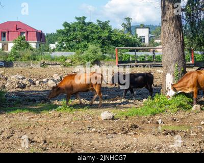 Una mucca pascola alla periferia della città. Campagna. Le mucche camminano lungo la strada. Non c'è pastore. Outback. Pascolo in un ambiente urbano Foto Stock