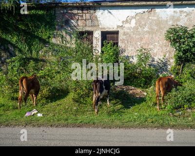 Una mucca pascola alla periferia della città. Campagna. Le mucche camminano lungo la strada. Non c'è pastore. Outback. Pascolo in un ambiente urbano Foto Stock