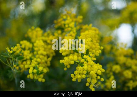 Australian acacia cultriformis luminose fiori gialli Foto Stock