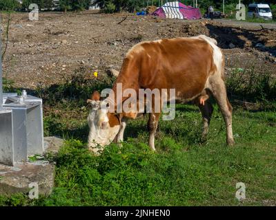 Una mucca pascola alla periferia della città. Campagna. Le mucche camminano lungo la strada. Non c'è pastore. Outback. Pascolo in un ambiente urbano Foto Stock