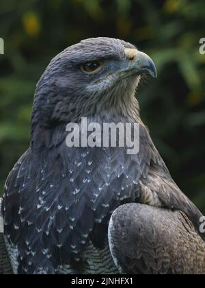 Un fuoco selettivo di un'aquila di buzzard grigia alla luce del giorno Foto Stock