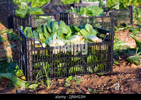 Frutteto appena sfornato in scatole sul campo Foto Stock