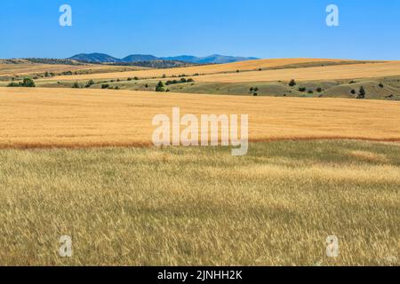 campi di grano sopra la valle del torrente cottonwood sotto le grandi montagne belt vicino townsend, montana Foto Stock