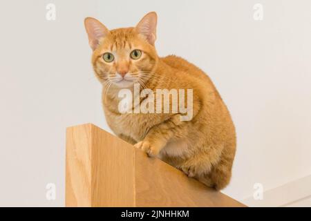 Gatto arancione accovacciato su una porta che guarda la fotocamera Foto Stock