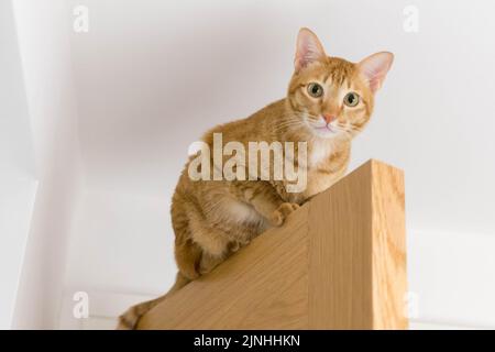 Gatto arancione accovacciato su una porta che guarda la fotocamera Foto Stock