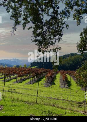 fogliame autunnale sulle vigne al tramonto Foto Stock