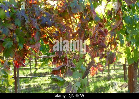 primo piano di vigne nel campo al crepuscolo Foto Stock