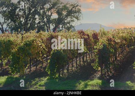 filari di vigne al crepuscolo Foto Stock