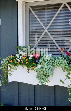 fiori graziosi nella finestra fuori dalla finestra del cottage Foto Stock
