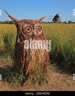 Gufo di paglia saggio in prato di fiori selvatici a Snugburys Ice cream, Park Farm, A51, Hurleston, Nantwich, Cheshire, Inghilterra, Regno Unito, CW5 6BU Foto Stock