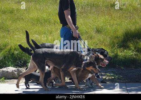 escursionista professionista con sei cani nel parco Foto Stock